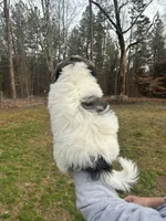 Coton-tzu, a male Coton de Tulear and Shih Tzu for sale in Nathalie, VA – Photo 3 of 3
