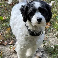 Olivia, a female Coton de Tulear and Poodle - Miniature  for sale in Nathalie, VA – Photo 2 of 4