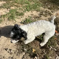 Olivia, a female Coton de Tulear and Poodle - Miniature  for sale in Nathalie, VA – Photo 4 of 4