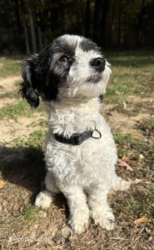 Olivia, a female Coton de Tulear and Poodle - Miniature  for sale in Nathalie, VA – Photo 1 of 4