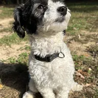 Olivia, a female Coton de Tulear and Poodle - Miniature  for sale in Nathalie, VA – Photo 1 of 4