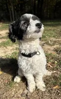 Olivia, a female Coton de Tulear and Poodle - Miniature  for sale in Nathalie, VA – Photo 1 of 4