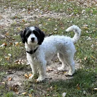 Olivia, a female Coton de Tulear and Poodle - Miniature  for sale in Nathalie, VA – Photo 3 of 4