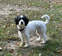 Olivia, a female Coton de Tulear and Poodle - Miniature  for sale in Nathalie, VA – Photo 3 of 4