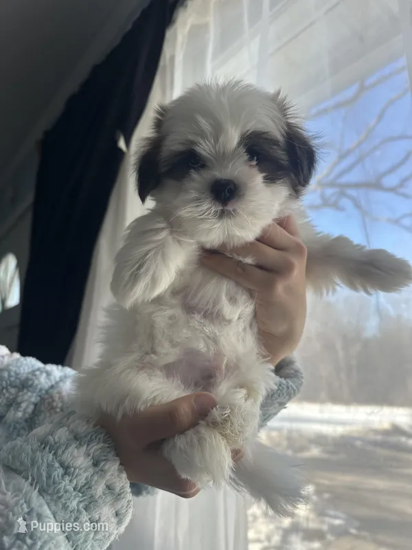 Simon - Coton-Tzu 