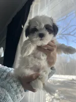 Simon - Coton-Tzu , a male Coton de Tulear and Shih Tzu for sale in Nathalie, VA – Photo 1 of 3