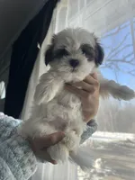 Simon - Coton-Tzu , a male Coton de Tulear and Shih Tzu for sale in Nathalie, VA – Photo 3 of 3