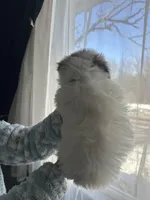 Simon - Coton-Tzu , a male Coton de Tulear and Shih Tzu for sale in Nathalie, VA – Photo 2 of 3