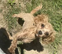 Little Bit (Rosie), a female Cavalier King Charles Spaniel and Poodle - Toy  for sale in Nathalie, VA – Photo 1 of 3