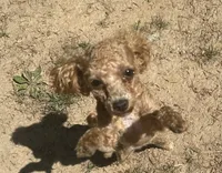 Little Bit (Rosie), a female Cavalier King Charles Spaniel and Poodle - Toy  for sale in Nathalie, VA – Photo 2 of 3