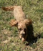 Little Bit (Rosie), a female Cavalier King Charles Spaniel and Poodle - Toy  for sale in Nathalie, VA – Photo 3 of 3