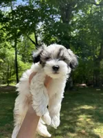 Tom, a male Coton de Tulear for sale in Nathalie, VA – Photo 2 of 6