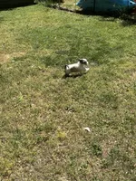 Tom, a male Coton de Tulear for sale in Nathalie, VA – Photo 6 of 6