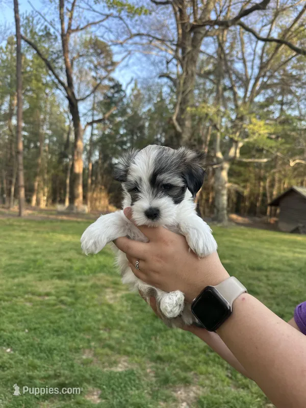 Tom – Coton de Tulear puppy for sale in Nathalie, VA