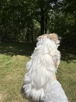 Tom, a male Coton de Tulear for sale in Nathalie, VA – Photo 5 of 6