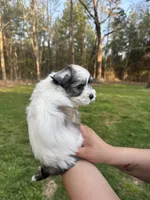 Tom, a male Coton de Tulear for sale in Nathalie, VA – Photo 2 of 2