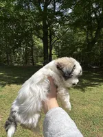 Tom, a male Coton de Tulear for sale in Nathalie, VA – Photo 4 of 6
