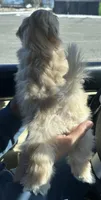 Red, a male Shih Tzu and Poodle - Toy  for sale in Nathalie, VA – Photo 2 of 2