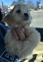 Red, a male Shih Tzu and Poodle - Toy  for sale in Nathalie, VA – Photo 1 of 2