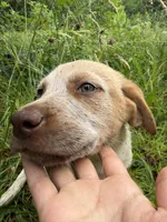 Female , a female Australian Cattle Dog for sale in Gruetli Laager, TN – 2 of 5