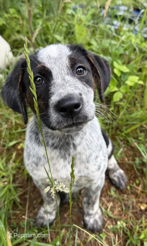 Male – Australian Cattle Dog puppy for sale in Gruetli Laager, TN