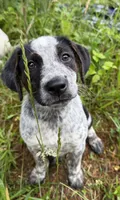 Male, a male Australian Cattle Dog for sale in Gruetli Laager, TN – 1 of 4