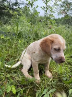 Female , a female Australian Cattle Dog for sale in Gruetli Laager, TN – 3 of 5