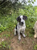 Male, a male Australian Cattle Dog for sale in Gruetli Laager, TN – 4 of 4