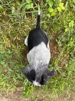 Male, a male Australian Cattle Dog for sale in Gruetli Laager, TN – 3 of 4