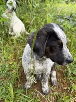 Male, a male Australian Cattle Dog for sale in Gruetli Laager, TN – 2 of 4