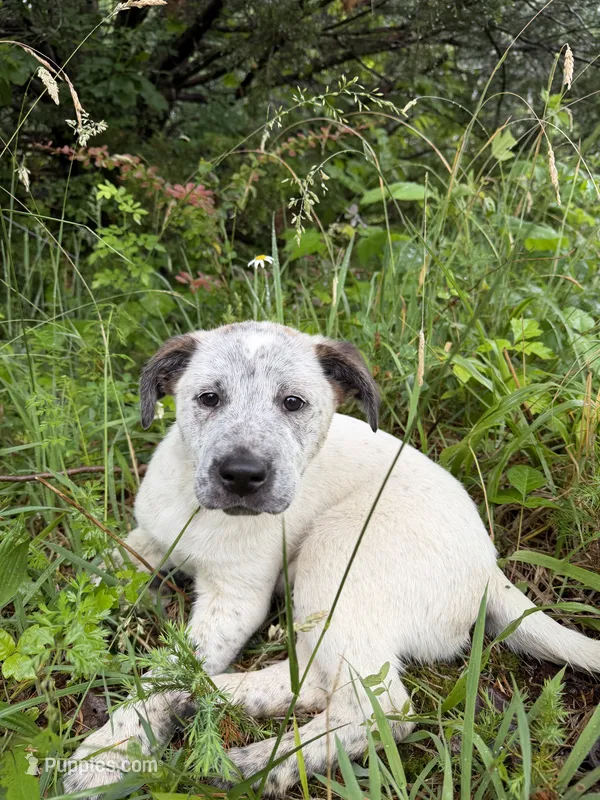 Male  – Australian Cattle Dog puppy for sale in Gruetli Laager, TN