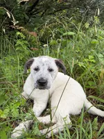 Male , a male Australian Cattle Dog for sale in Gruetli Laager, TN – 1 of 3