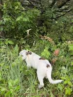 Male , a male Australian Cattle Dog for sale in Gruetli Laager, TN – 3 of 3