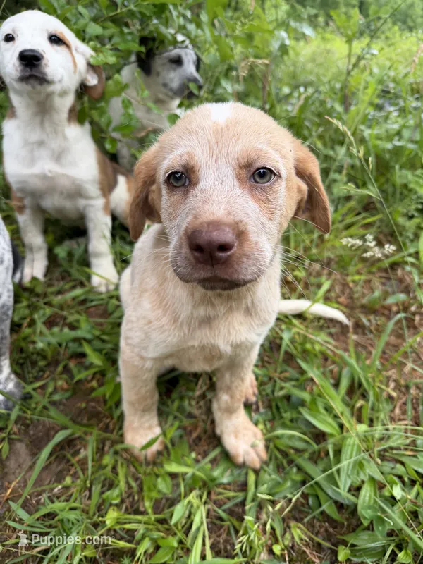 Female  – Australian Cattle Dog puppy for sale in Gruetli Laager, TN