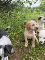 Female , a female Australian Cattle Dog for sale in Gruetli Laager, TN – 4 of 5