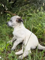 Male , a male Australian Cattle Dog for sale in Gruetli Laager, TN – 2 of 3