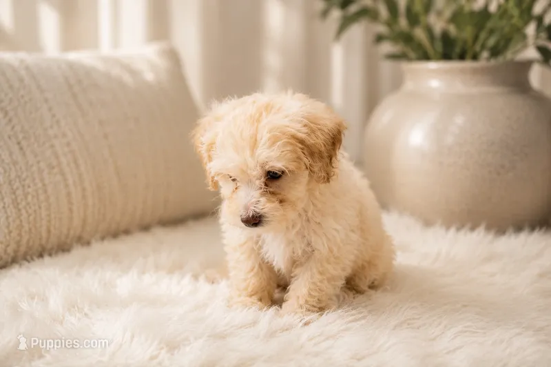 Puppypalsk9 Cheyenne – Poodle - Toy  puppy for sale in Lumberton, NJ