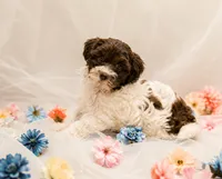 Puppypalsk9 Truffle, a male Poodle - Toy  for sale in Lumberton, NJ – 1 of 2