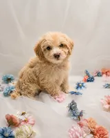 Puppypalsk9 Cheyenne, a male Poodle - Toy  for sale in Lumberton, NJ – 2 of 2