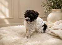 Puppypalsk9 Truffle, a male Poodle - Toy  for sale in Lumberton, NJ – 2 of 2