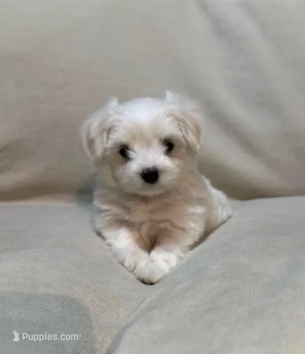 Sugar  – Maltipoo puppy for sale in Saint Joseph, MO