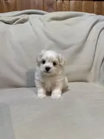 Sweet pea , a male Maltipoo for sale in Saint Joseph, MO – 2 of 6