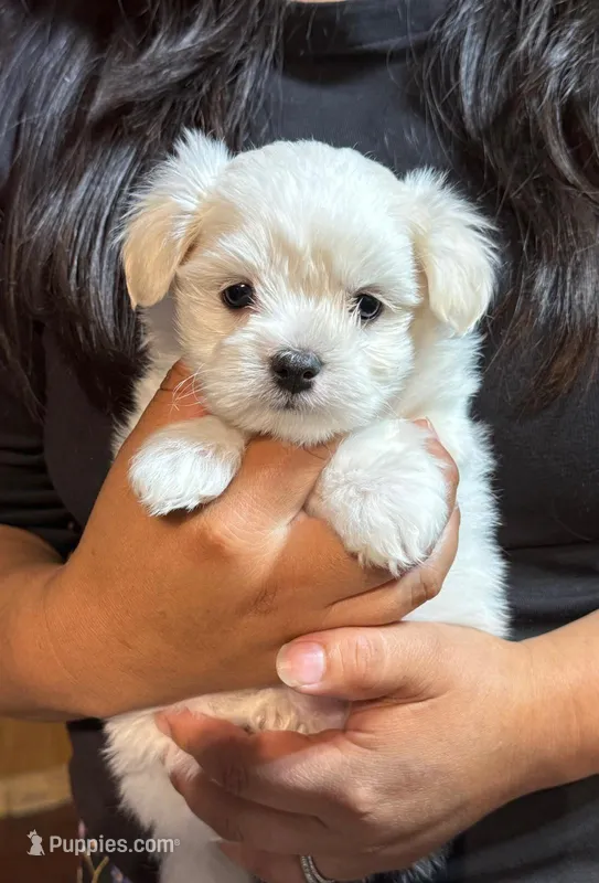 Sweet pea  – Maltipoo puppy for sale in Saint Joseph, MO