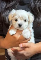 Sweet pea , a male Maltipoo for sale in Saint Joseph, MO – 1 of 6