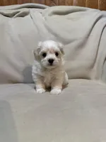Sweet pea , a male Maltipoo for sale in Saint Joseph, MO – 3 of 6