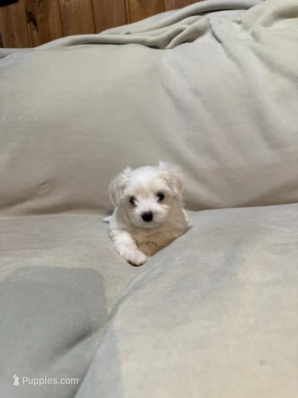 Sugar  – Maltipoo puppy for sale in Saint Joseph, MO