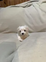 Sugar , a male Maltipoo for sale in Saint Joseph, MO – 1 of 5