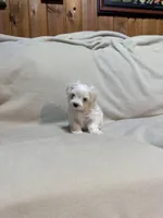 Sugar , a male Maltipoo for sale in Saint Joseph, MO – 2 of 5