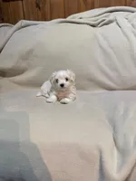 Sugar , a male Maltipoo for sale in Saint Joseph, MO – 3 of 5
