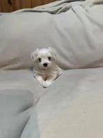 Sugar , a male Maltipoo for sale in Saint Joseph, MO – 5 of 5